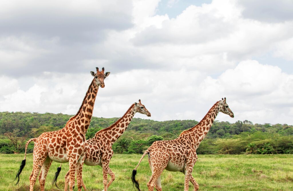 Three giraffes walking across the lush African savannah under a cloudy sky.