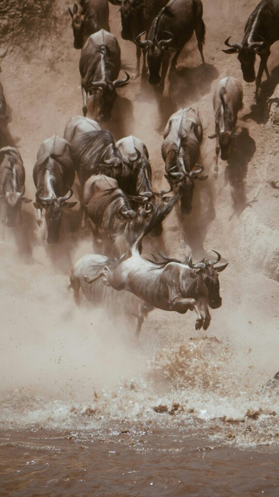 Dramatic wildebeest leap captured during a river crossing in the savannah.